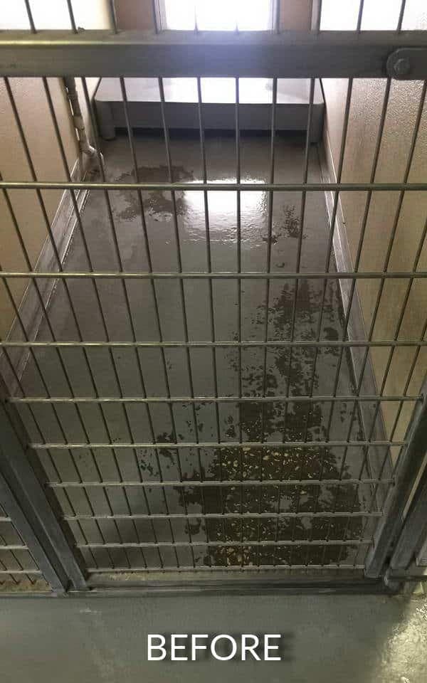 dog kennels floor coating advance industrial coatings